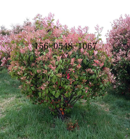 u=4002792463,3316308117&fm=199&app=68&f=JPEG_副本