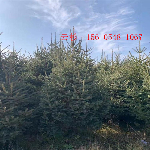 u=2165984809,3659277027&fm=199&app=68&f=JPEG_副本